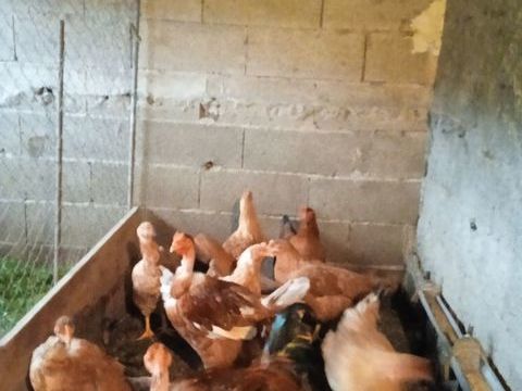  &eacute;levage particulier de chapons    16  euro le kilo 0 84240 La tour-d'aigues