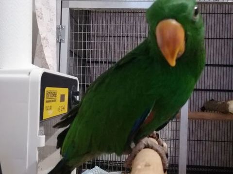 Eclectus polychloros 750 47110 Dolmayrac