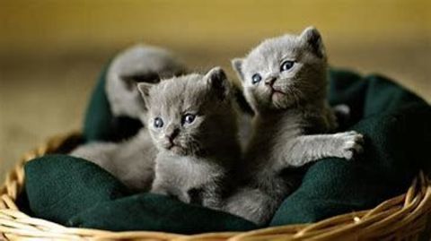 ADORABLES CHATONS MALES ET FEMELLES HABITUES AUX ENFANTS 0 93140 Bondy
