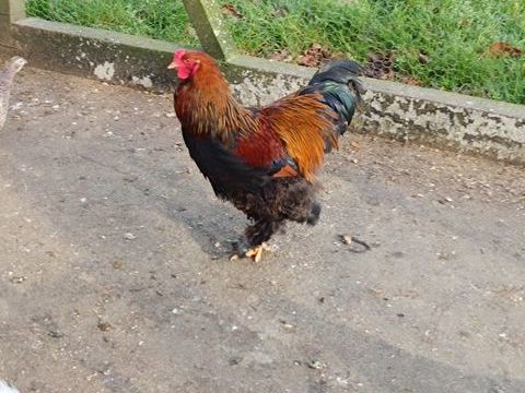 coq Brahma 20 35137 B�d�e