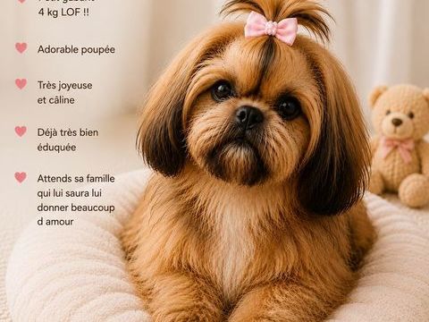 chiots shih tzu 1200 83200 Toulon