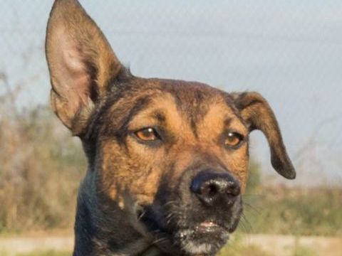 MIKA 300 95610 �ragny