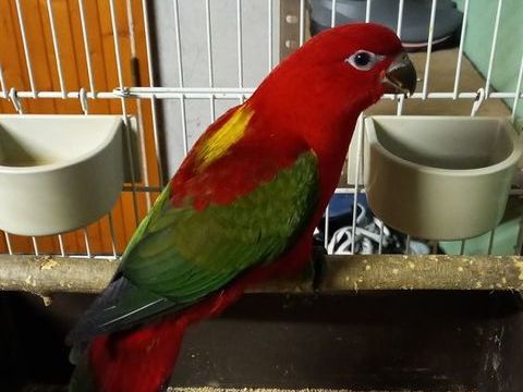 lori des Moluques 400 07430 Saint-clair