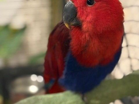 Eclectus femelle 650 41140 M�hers