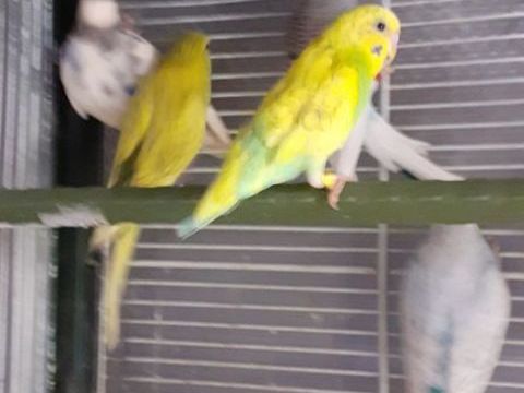 OISEAUX DE CAGES ET DE VOLI&Egrave;RES 12 22400 Lamballe