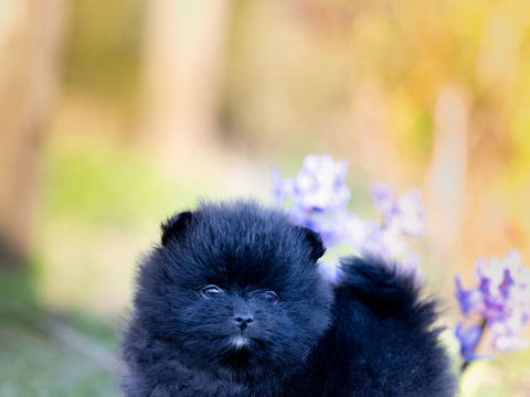 spitz nain pom&eacute;ranien 1200 59550 Taisni�res-en-thi�rache