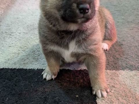 Shiba 1000 59200 Tourcoing