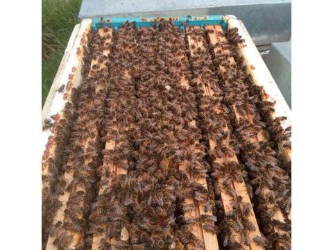 Essaims abeilles 2025
130 22400 Lamballe