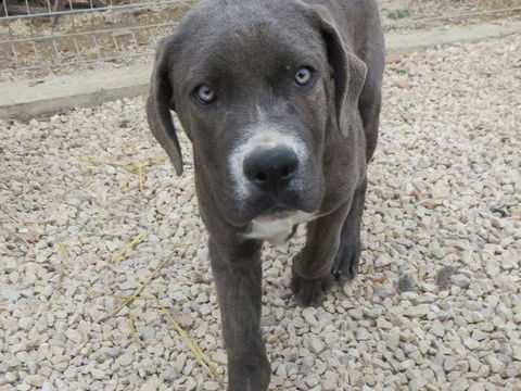 Blue est &agrave; l'adoption! 0 34000 Montpellier