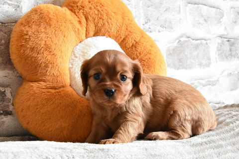 A R&Eacute;SERVER CHIOTS CAVALIER KING CHARLES RUBIS NON LOF 1250 62116 Puisieux
