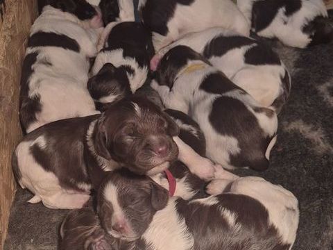 Chiots Springer Spaniel 800 62116 Bucquoy