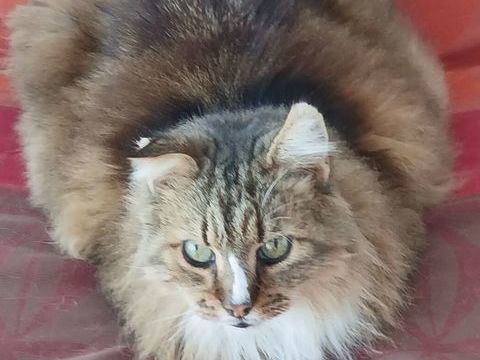 DONNE CHATTE 0 85270 Saint-hilaire-de-riez