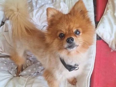 TILOU, un super petit chien 350 50000 Baudre
