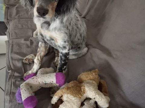 recherche femelle pour saillie 0 38270 Beaurepaire