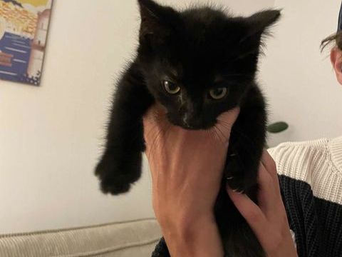 Krokmou une chatonne tout en douceur 180 75017 Paris