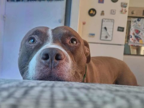 TATUM, le joueur c&acirc;lin 350 77000 Livry-sur-seine