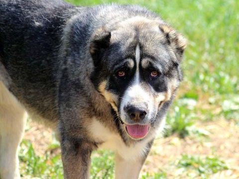 ELYA, beau Berger d'Arménie à l'adoption 330 18210 Bessais-le-fromental