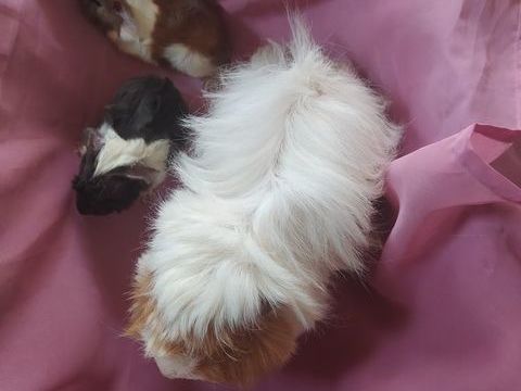 Cochon d'Inde 12 81370 Saint-sulpice