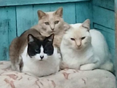 LUCA, BOMBON et IRIS 720 27620 Gasny
