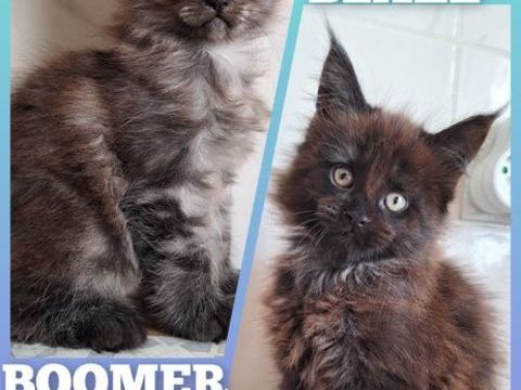 Maine coon LOOF 1200 64000 Pau