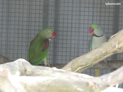 Couple grand Alexandre 0 35600 Redon