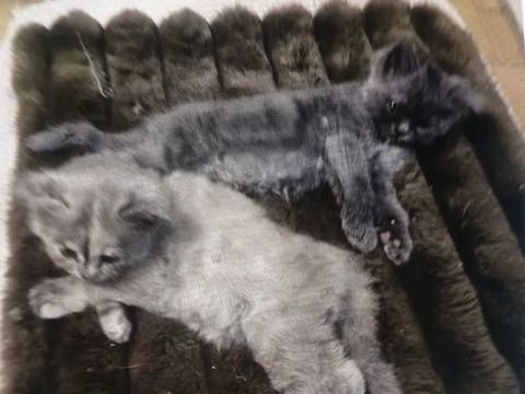 2 chatons
M&egrave;re sacr&eacute;e de Bimanie
200 36160 Vijon