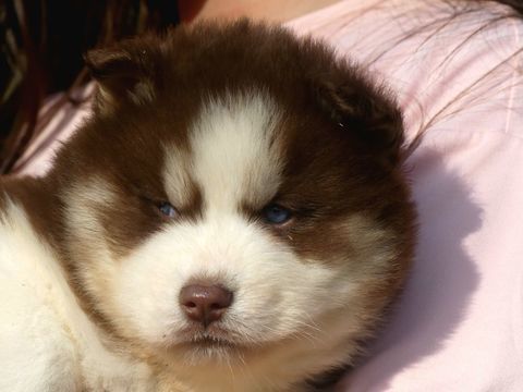 Chiots husky sib&eacute;rien 850 91650 Breuillet