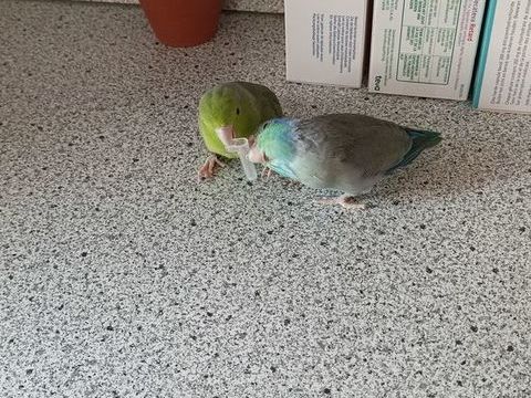 Toui celeste couple &agrave; garder qq jours 0 83510 Lorgues