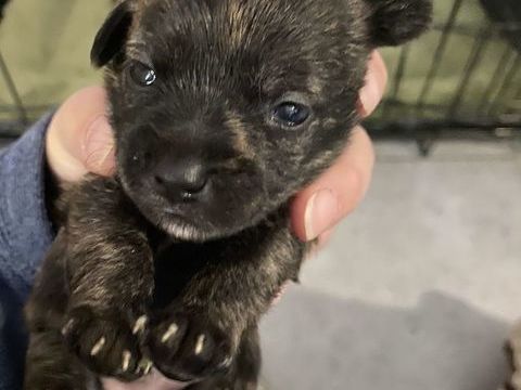 A r&eacute;server, chiots de crois&eacute;s chihuahua 350 39140 Chapelle-voland