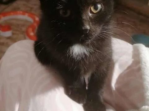 Chatons propres et sevrés cherchent familles sérieuses pour adoption 130 11000 Carcassonne