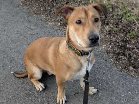 Bosko, m&acirc;le X berger n&eacute; le 10/12/2024 380 35000 Rennes