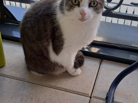 Donne chat (+ participation financi&egrave;re) 0 92140 Le petit clamart