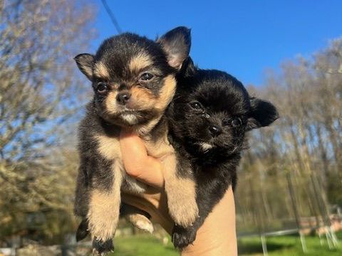 Femelles Chihuahua &agrave; poil long  1000 24300 Teyjat