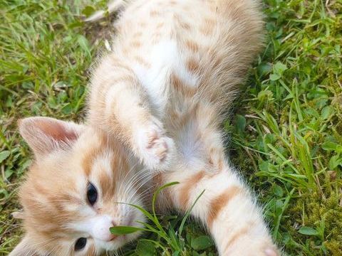 Donne deux chat roux contre bons soins 0 19100 Brive-la-gaillarde