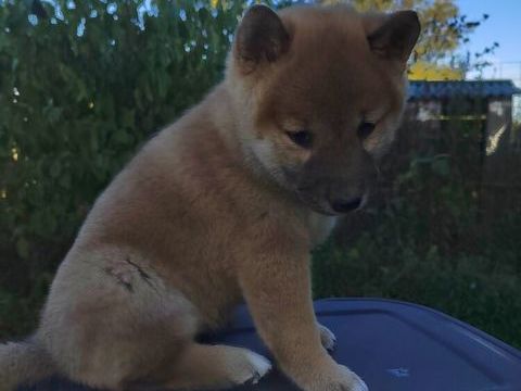 Tr&egrave;s jolis chiots Shiba Inu Lof 1800 71000 Mâcon