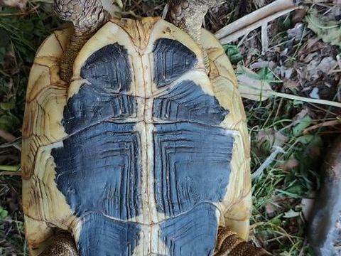 Tortues de terre 150 34500 B�ziers