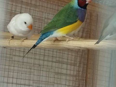 Couple de diamant gould 80 86400 Civray