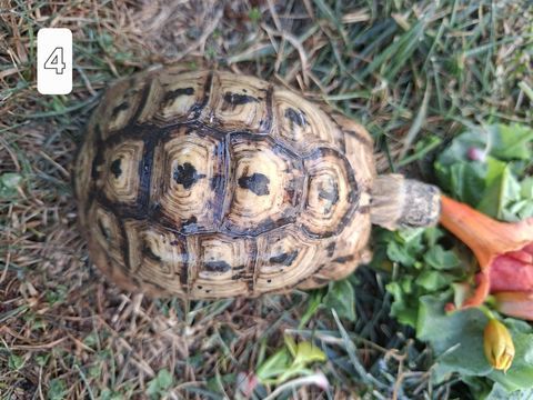 M&acirc;le graeca reproducteur 200 69360 Communay