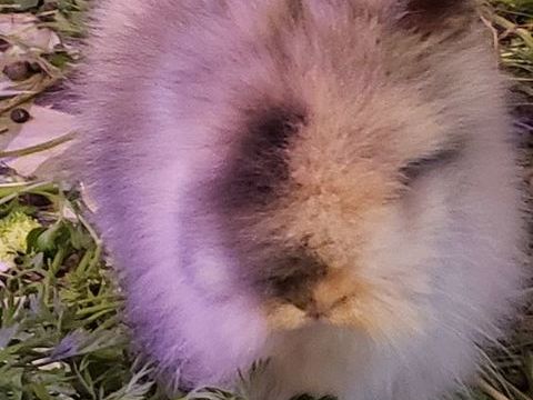 B&eacute;b&eacute; Lapin Nain Angora &agrave; T&ecirc;te de Lion 50 83400 Hy�res