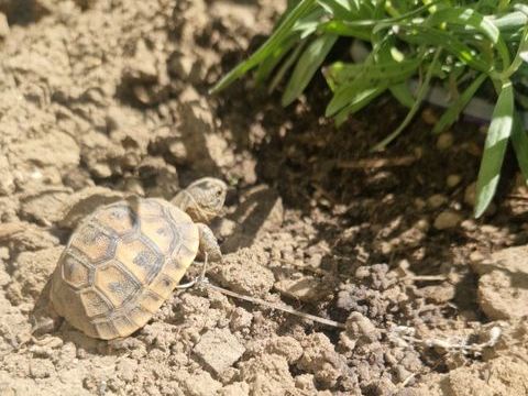 Tortue de terre 120 21130 Athée