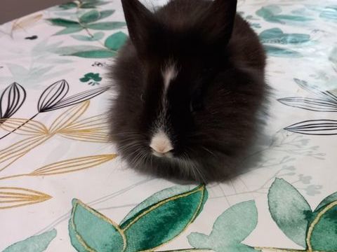 Bébé Lapin nain male , tete de lion 20 34530 Montagnac