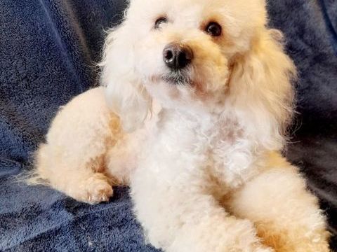 Chiot Caniche Nain Blanc LOF 1800 05000 La rochette