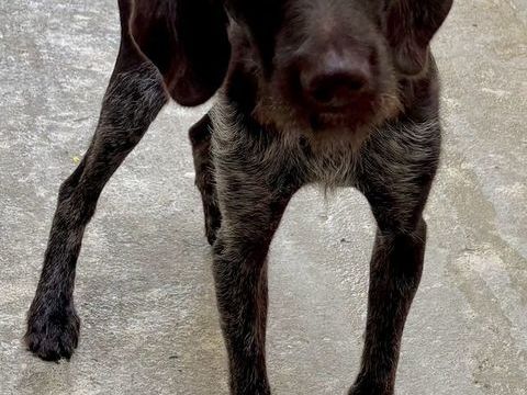 VICTOR, griffon khortal 1 an 300 04300 Forcalquier