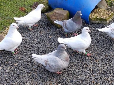 &Agrave; vendre pigeons 15 87210 Le dorat