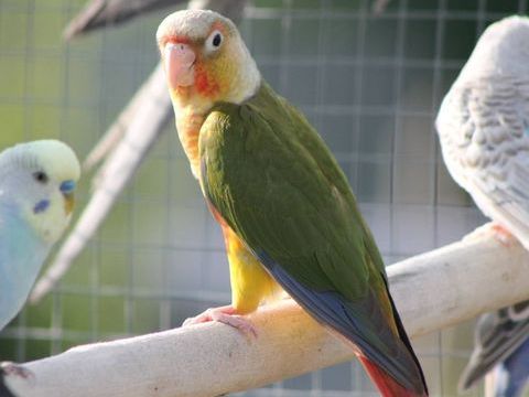 Conure molina 120 67660 Betschdorf