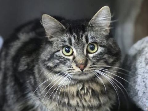 ACHILLE 210 60000 Beauvais