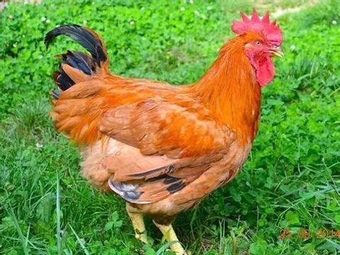 Poulet de chaire prêt à tuer 10 46140 Blaye