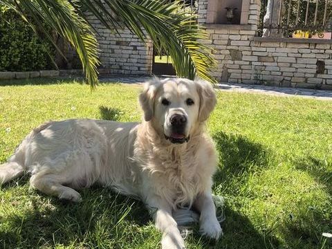 SAILLIE GOLDEN RETRIVER 0 13820 Ensu�s-la-redonne