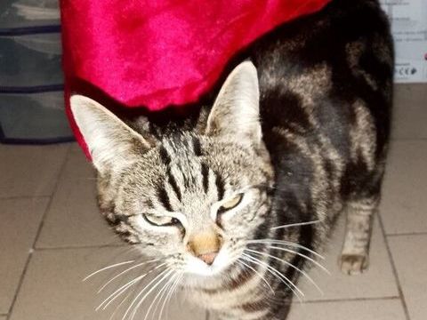 Chatte, petit mod&egrave;le, recherche son foyer 0 62300 Lens