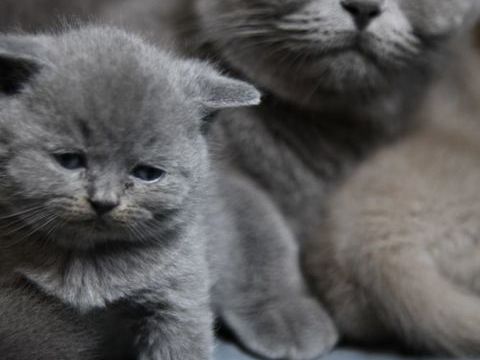 Chatons British Shorthair LOOF 1500 91540 Ormoy